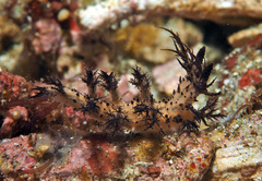 Cabangus regius