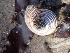 Calliostoma canaliculatum