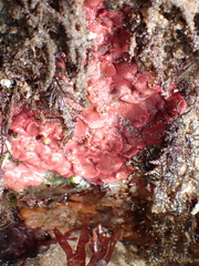 Integripelta