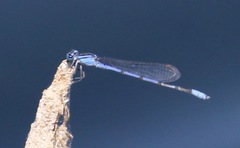 Enallagma semicirculare