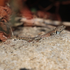 Sceloporus hunsakeri