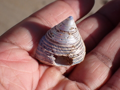 Calliostoma canaliculatum