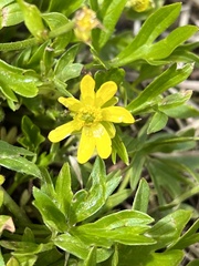 Ranunculus peduncularis