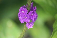 Verbena stricta