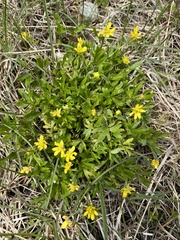 Ranunculus peduncularis