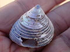 Calliostoma canaliculatum