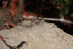 Sceloporus hunsakeri