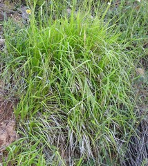Brachypodium pinnatum