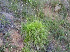 Leucanthemum pallens