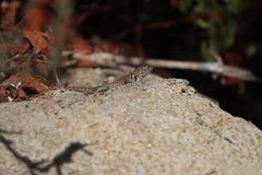 Sceloporus hunsakeri