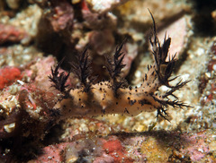 Cabangus regius
