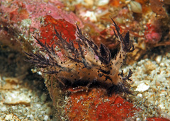 Cabangus regius