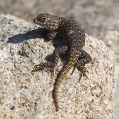 Sceloporus hunsakeri