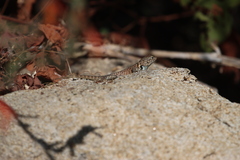 Sceloporus hunsakeri