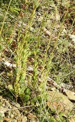 Petrosedum sediforme