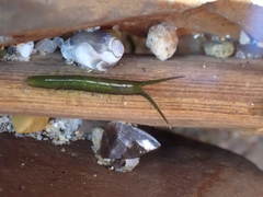 Pentidotea kirchanskii