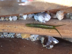 Pentidotea kirchanskii