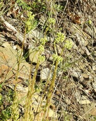 Petrosedum sediforme