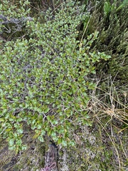 Nothofagus antarctica