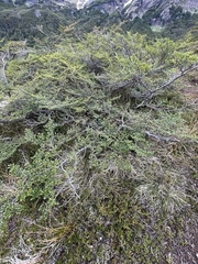 Nothofagus antarctica