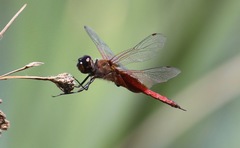 Tramea insularis