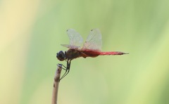 Tramea insularis