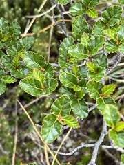 Nothofagus antarctica