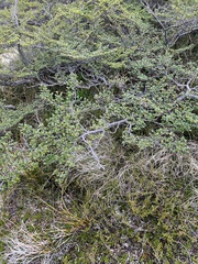 Nothofagus antarctica