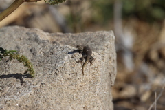 Sceloporus hunsakeri