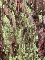 Parmeliopsis ambigua