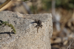 Sceloporus hunsakeri