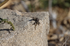 Sceloporus hunsakeri