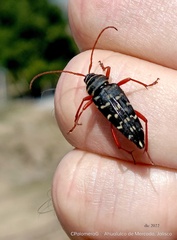 Placosternus erythropus