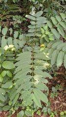 Cedrela fissilis