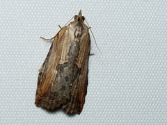 Cryptoptila immersana