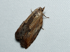 Cryptoptila immersana