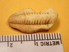 Trilobita