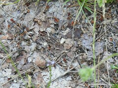 Chrysocramboides craterella