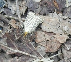 Chrysocramboides craterella