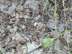 Chrysocramboides craterella