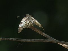 Chiomara asychis