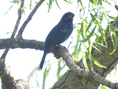 Cyanoloxia brissonii