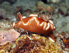 Glossodoris rufomarginata