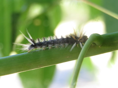 Halysidota ruscheweyhi