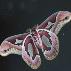 Rothschildia jacobaeae
