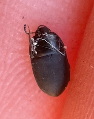 Gondwanocrypticus platensis