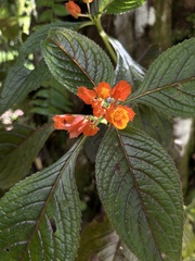 Chrysothemis pulchella
