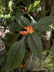 Chrysothemis pulchella