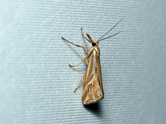 Hednota pleniferellus