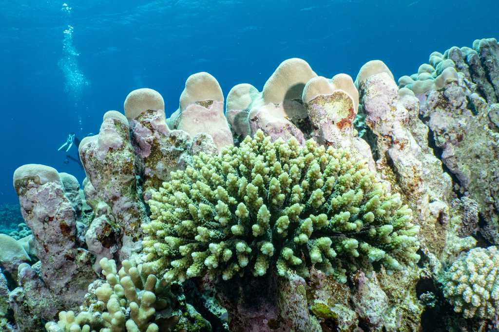 Acropora arabensis
